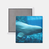 Niedlicher Beluga-Wal im Aquarium in Georgia Magnet (Vorderseite/Rückseite)