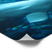 Niedlicher Beluga-Wal im Aquarium in Georgia Poster (Ecke)