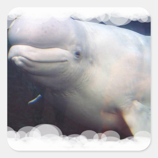 Niedlicher Beluga Whale Sticker (Vorderseite)