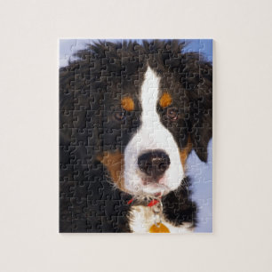 Niedlicher Berner Hund Puzzle