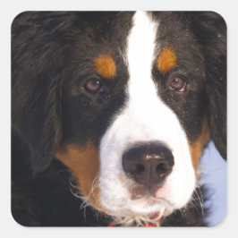 Niedlicher Berner Hund Quadratischer Aufkleber