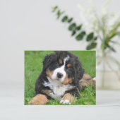 Niedlicher Berner Hund Welpe Postkarte (Stehend Vorderseite)