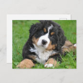Niedlicher Berner Hund Welpe Postkarte (Vorne/Hinten)