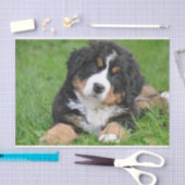 Niedlicher Berner Hund Welpe Seidenpapier (Handwerk)