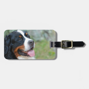 Niedlicher Bernese Gepäck-Umbau Gepäckanhänger