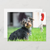 Niedlicher bezaubernder Welpenhund im Garten im Sp Postkarte (Vorne/Hinten)