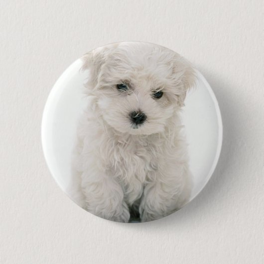 Niedlicher Bichon Frise runder Knopf Button (Vorderseite)
