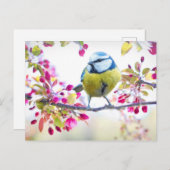 Niedlicher Bird Postkarte (Vorne/Hinten)