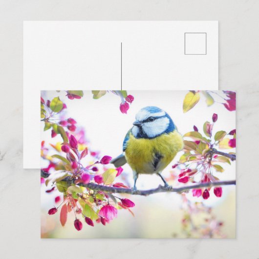 Niedlicher Bird Postkarte (Vorne/Hinten)