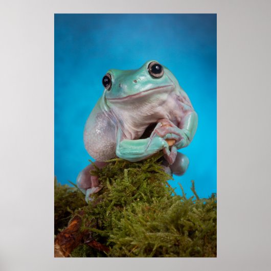 Niedlicher Blaue Phase Weißer Baumfrosch lächelnd Poster (Vorne)