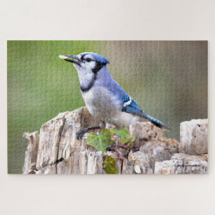 Niedlicher Blauhäher Singvogel auf Baumstumpf Puzzle