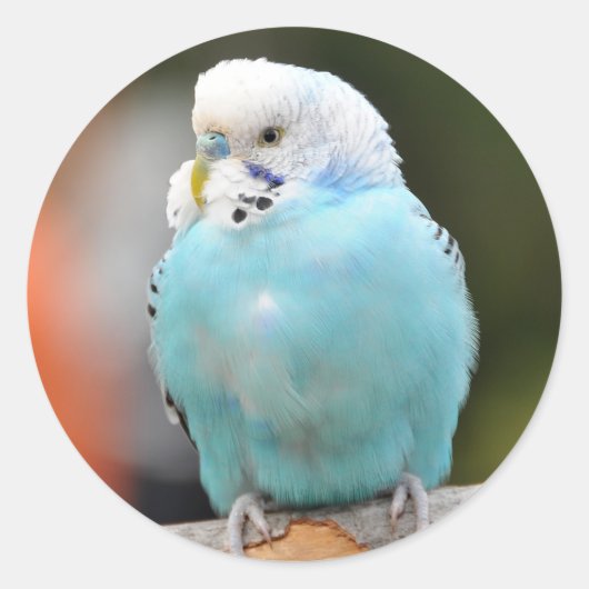Niedlicher Blue Budgie Bird auf einer Baumzweigung Runder Aufkleber (Vorderseite)