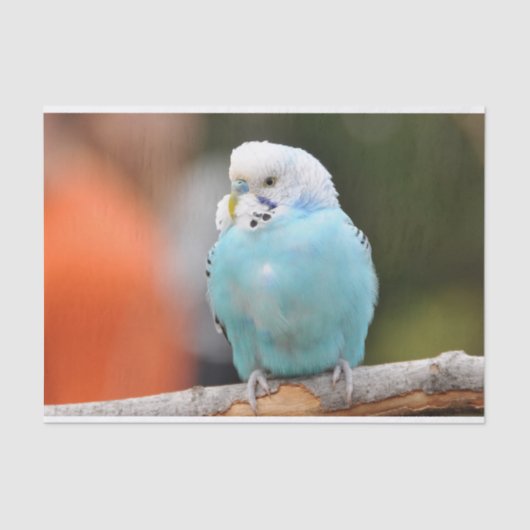 Niedlicher Blue Budgie Bird auf einer Baumzweigung Seidenpapier (Vorderseite)