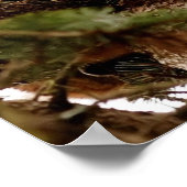 Niedlicher Bobcat Kitten in einem Baumposter Poster (Ecke)