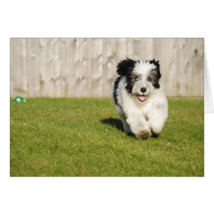 Niedlicher Bobtail Sheepdog