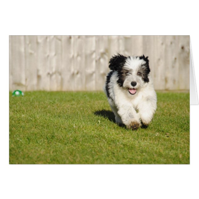 Niedlicher Bobtail Sheepdog (Vorderseite (Horizontal))