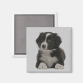 Niedlicher Border Collie Puppy Dog Custom Magnet (Vorderseite/Rückseite)
