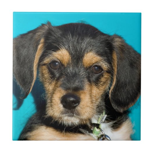Niedlicher Borkie Welpe Fliese (Vorderseite)