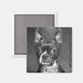 Niedlicher Boston Terrier-Magnet Magnet (Vorderseite/Rückseite)