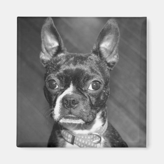 Niedlicher Boston Terrier-Magnet Magnet (Vorne)