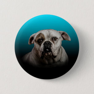 Niedlicher Boxer Hund mit blauem schwarzem Hinterg Button