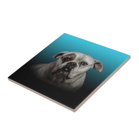 Niedlicher Boxer Hund mit blauem schwarzem Hinterg Fliese (Seite)