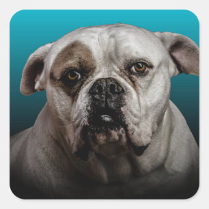 Niedlicher Boxer Hund mit blauem schwarzem Hinterg Quadratischer Aufkleber