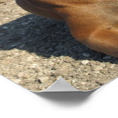 Niedlicher Boxer Welpen-Hund drucken Poster (Ecke)