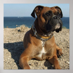 Niedlicher Boxer Welpen-Hund drucken Poster
