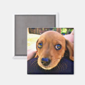 Niedlicher brauner Dackel Welpenhund Magnet (Vorderseite/Rückseite)