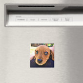 Niedlicher brauner Dackel Welpenhund Magnet (In Situ (Geschirrspüler))