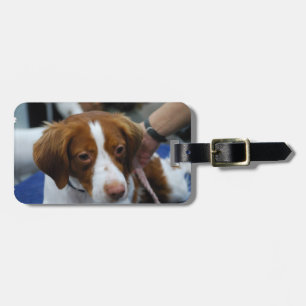 Niedlicher BretagneSpaniel Gepäckanhänger