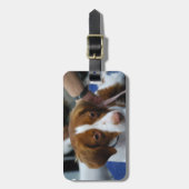 Niedlicher BretagneSpaniel Gepäckanhänger (Vorderseite vertikal)