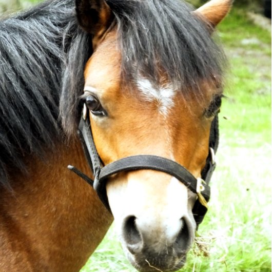 NIEDLICHER BROWN PONY BADEMATTE