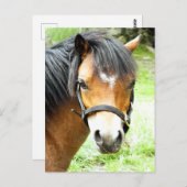 NIEDLICHER BROWN PONY POSTKARTE (Vorne/Hinten)