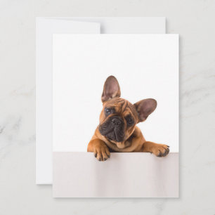 Niedlicher Bulldog Sehr Niedlich, English Bulldo Einladung