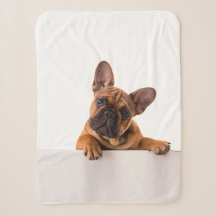 Niedlicher Bulldog Sehr Niedlich, English Bulldo Sherpadecke