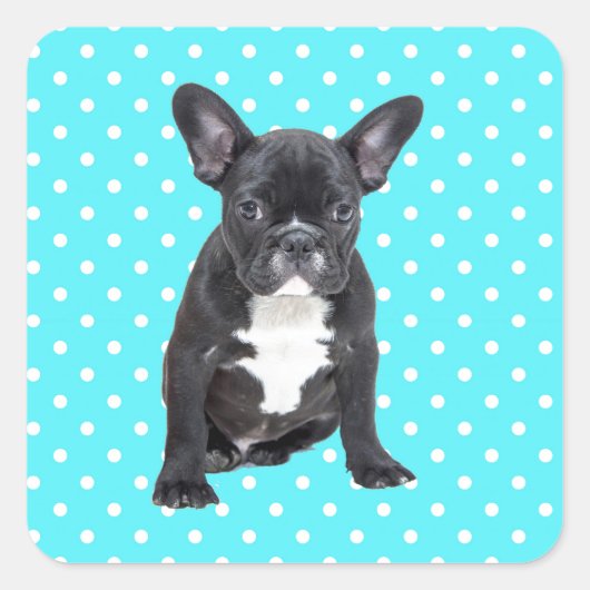 Niedlicher Bulldog Welpe Blue Polka Dots Quadratischer Aufkleber (Vorderseite)