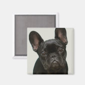 Niedlicher Bulldog-Welpe Magnet (Vorderseite/Rückseite)