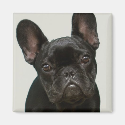 Niedlicher Bulldog-Welpe Magnet (Vorne)