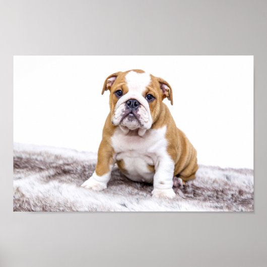 Niedlicher Bulldog Welpe Poster (Vorne)