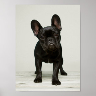 Niedlicher Bulldog-Welpe Poster