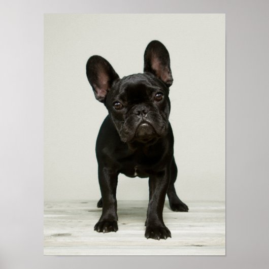 Niedlicher Bulldog-Welpe Poster (Vorne)