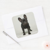 Niedlicher Bulldog-Welpe Quadratischer Aufkleber (Umschlag)