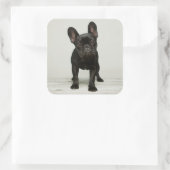 Niedlicher Bulldog-Welpe Quadratischer Aufkleber (Tasche)
