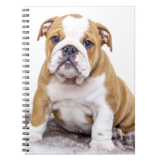 Niedlicher Bulldog-Welpe sitzend Notizblock