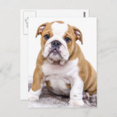 Niedlicher Bulldog-Welpe sitzend Postkarte (Vorne/Hinten)