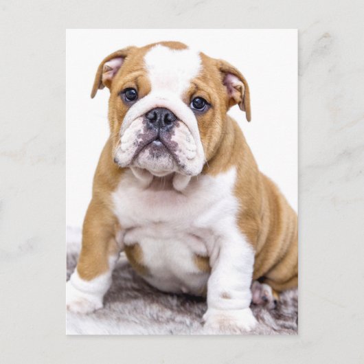 Niedlicher Bulldog-Welpe sitzend Postkarte (Vorderseite)