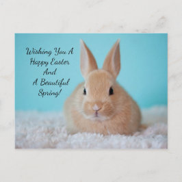 Niedlicher Bunny Osteraster Feiertagspostkarte
