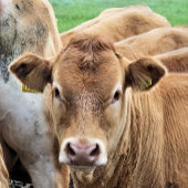 NIEDLICHER CALF Case-Mate iPhone HÜLLE